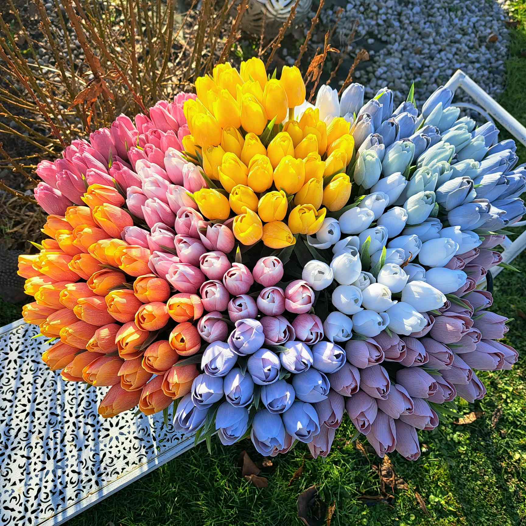 Tulipán - 1 ks - broskvový světlejší