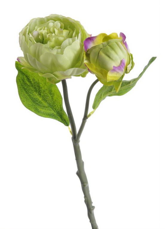 Pivoňka s poupátkem 38 cm - zelená